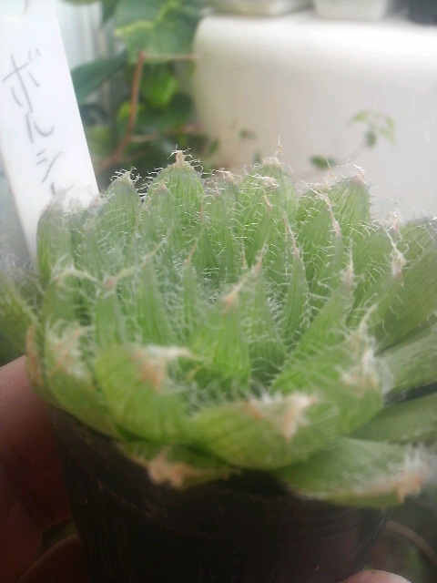 け・け　広げて