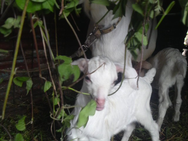 動物写真集