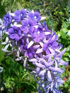好きな花の色