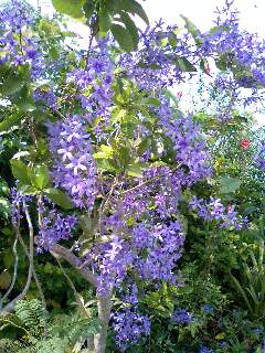 好きな花の色