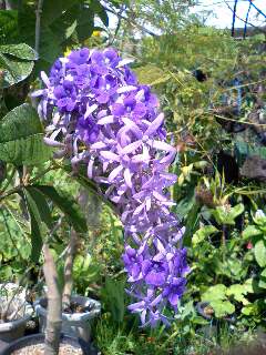 好きな花の色