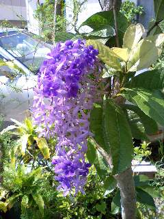 好きな花の色