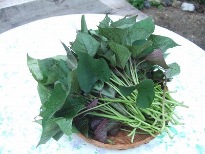 シリーズ 沖縄の夏野菜 カズラ カンダバー 宝の島の贈り物 おきなわ農産日記