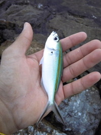 初釣り！！ 2010/01/02 22:52:02