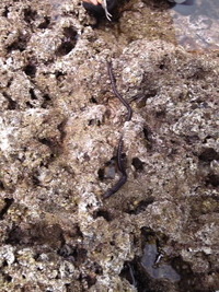 近場釣行 2010/04/18 22:42:00