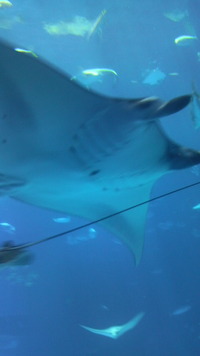 水族館～