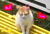 街で見かけた猫さん♪
