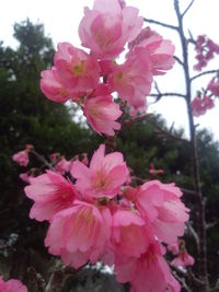 一番桜