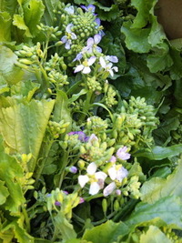 大根の花☆ 2010/03/04 22:36:17