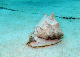 沖縄 海の生き物たち 唐冠貝 とうかむりがい 沖縄本島で少人数で潜ることが大好きなダイビングショップ 桜海 おうみ