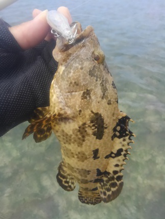 沖縄の魚　方言名　ミーバイ