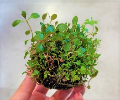 7/28 ADAさんから水草入荷! 7/28 ADAさんから水草入荷!