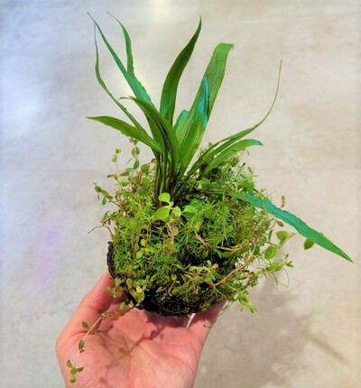 7/28 ADAさんから水草入荷! 7/28 ADAさんから水草入荷!