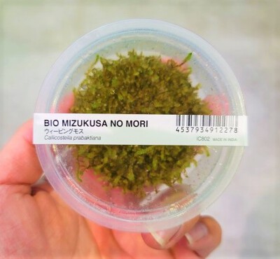 7/28 ADAさんから水草入荷! 7/28 ADAさんから水草入荷!