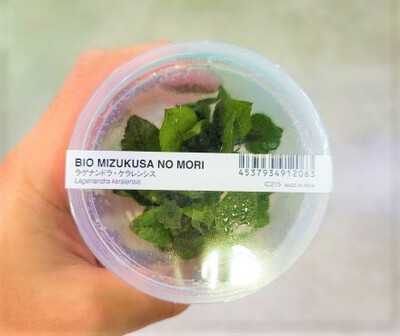 7/28 ADAさんから水草入荷! 7/28 ADAさんから水草入荷!