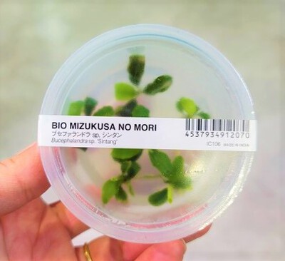 7/28 ADAさんから水草入荷! 7/28 ADAさんから水草入荷!