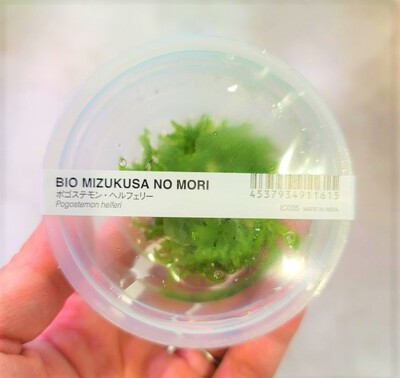 7/28 ADAさんから水草入荷! 7/28 ADAさんから水草入荷!