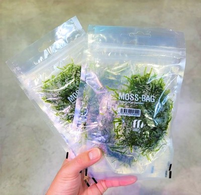 7/28 ADAさんから水草入荷! 7/28 ADAさんから水草入荷!