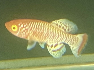 2/26 熱帯魚入荷案内 2/26 熱帯魚入荷案内
