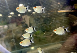 2/26 熱帯魚入荷案内 2/26 熱帯魚入荷案内