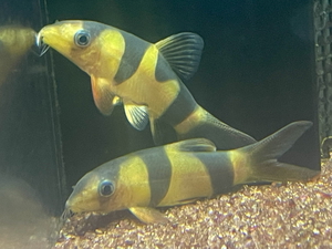 2/26 熱帯魚入荷案内 2/26 熱帯魚入荷案内
