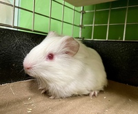 5/19　小動物生体の入荷案内