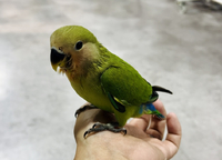 5/20　小動物生体の入荷案内