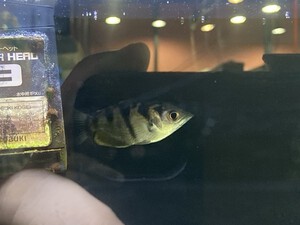 10/11熱帯魚入荷案内