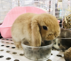 ペットボックス北谷店のブログ 小動物生体入荷案内