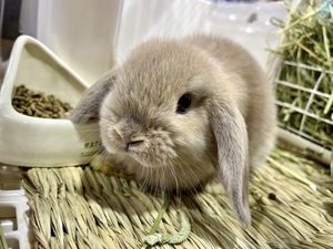 ペットボックス北谷店のブログ