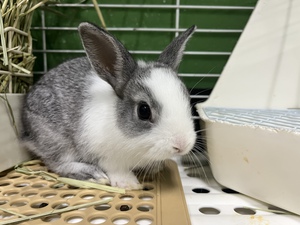 ペットボックス北谷店のブログ