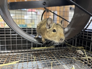 ペットボックス北谷店のブログ