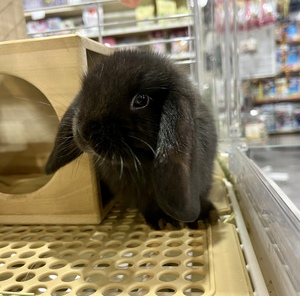 ペットボックス北谷店のブログ