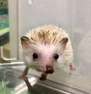 ペットボックス北谷店のブログ