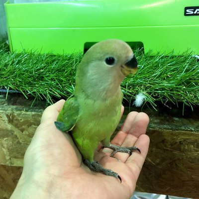 ペットボックス北谷店のブログ カラフルインコちゃん