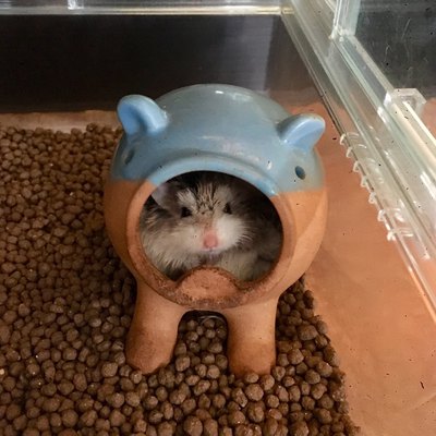 ペットボックス北谷店のブログ ハムハムず