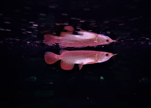 アジアアロワナも入りました 5 26熱帯魚入荷案内 ペットボックス北谷店のブログ