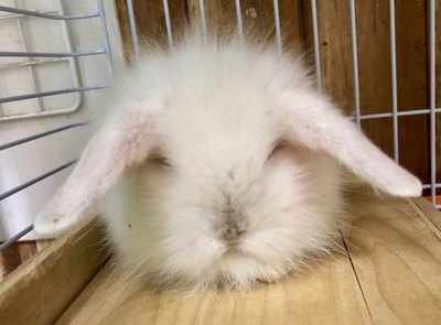 ペットボックス北谷店のブログ 19年12月