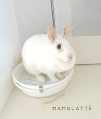 うさぎさんのトイレ容器を考える Mamolatte マモラッテ