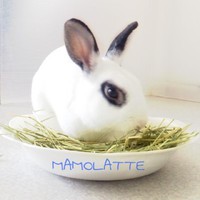 オーツヘイの与えかた Mamolatte マモラッテ