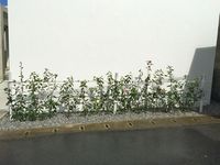 明日から3日間・・・