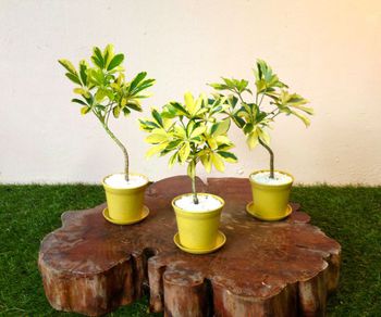 ちょこっとplants