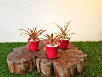 ちょこっとplants