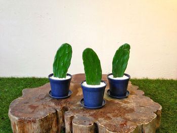 ちょこっとplants