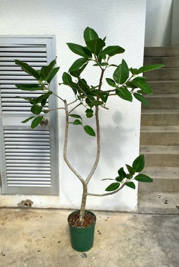 与那原〜南城市・那覇へ