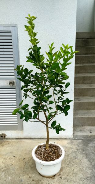 与那原〜南城市・那覇へ