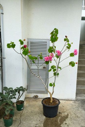 与那原〜南城市・那覇へ
