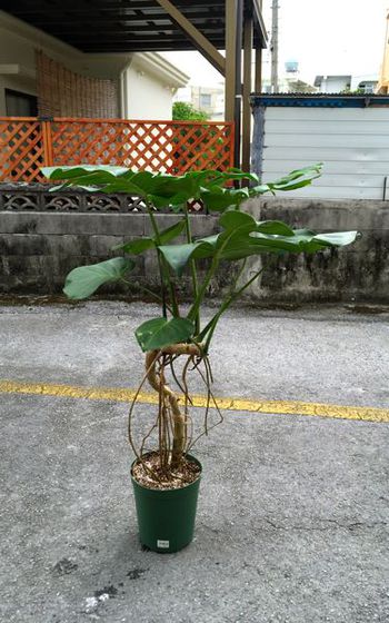 与那原〜南城市・那覇へ