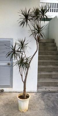 植物入荷/見学会納品植物 2015/11/22 23:45:37