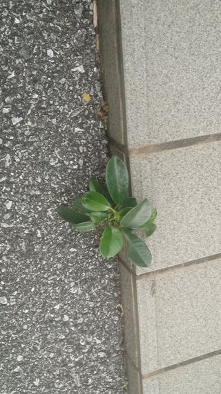 自然の力